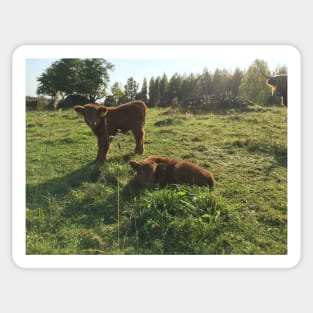 Scottish Highland Cattle Calves 1551 Sticker